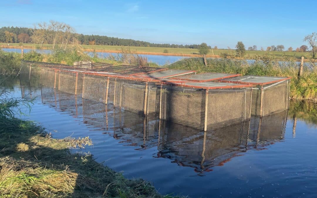 ¿Qué comemos cuando elegimos pescado? Participa en la encuesta de SAFE